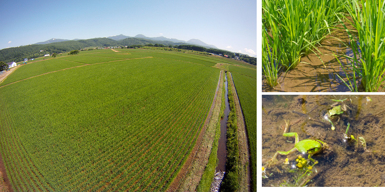 夏の田んぼ
