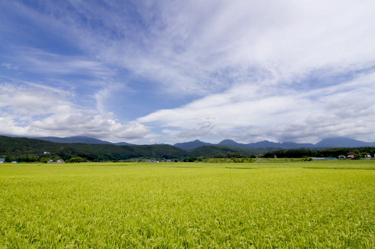 夏の田んぼ