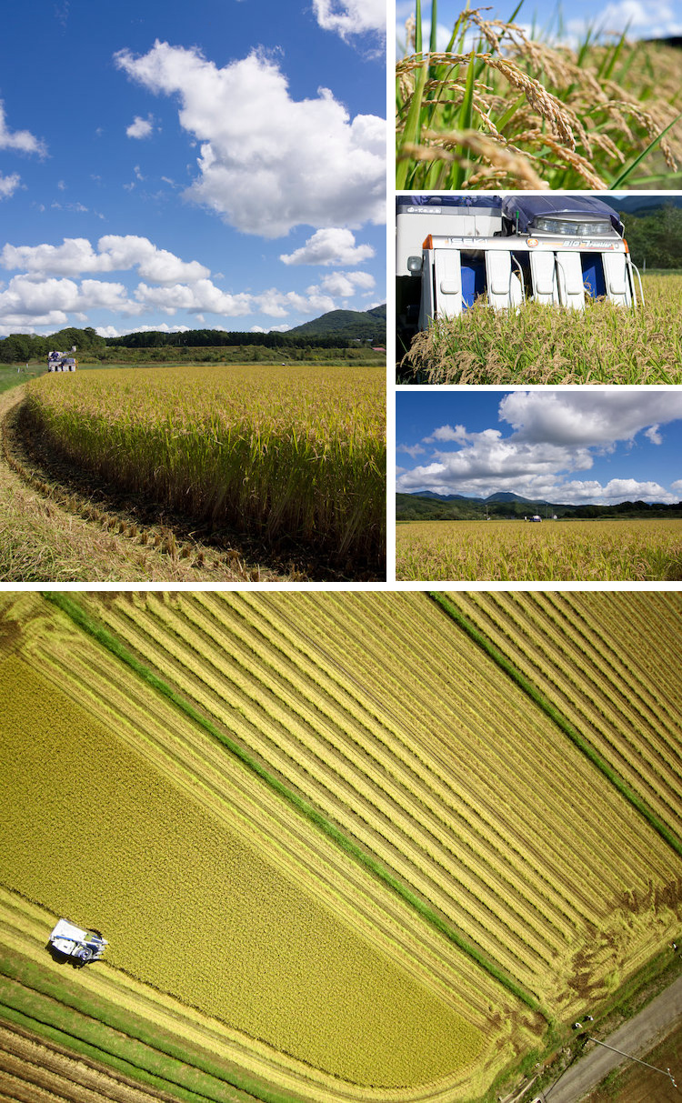 稲刈り