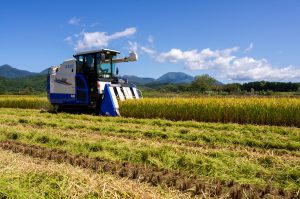 北海道稲刈り2019