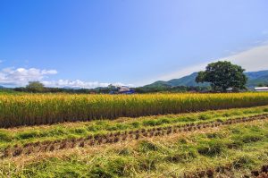 北海道稲刈り2019